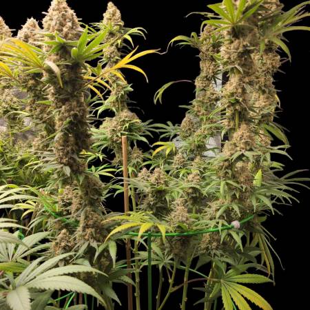growdiaries.com
