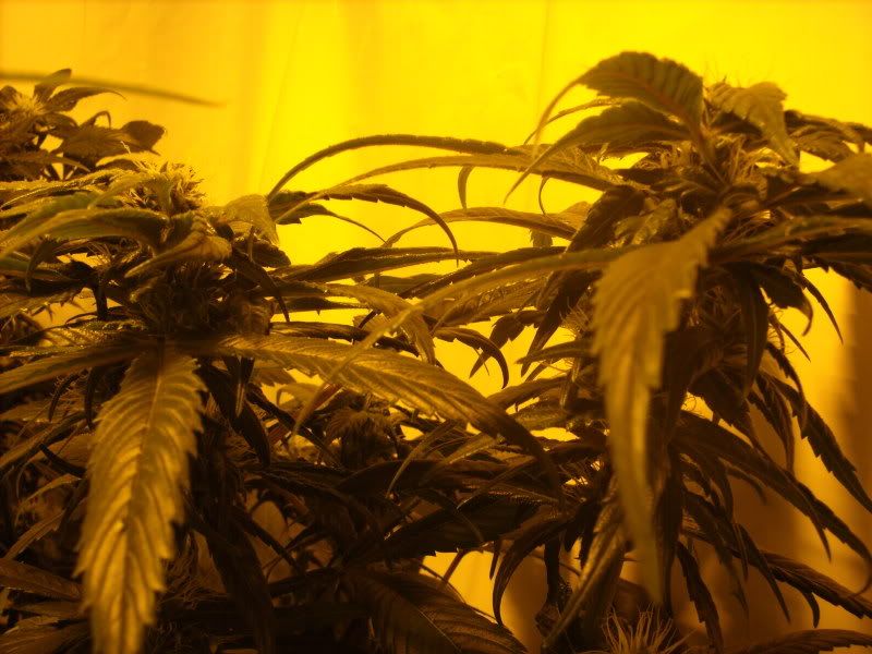 plants15004.jpg