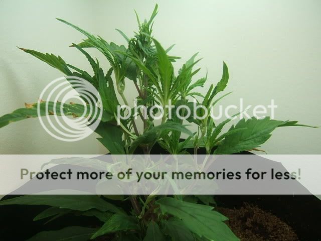DSCF1092.jpg