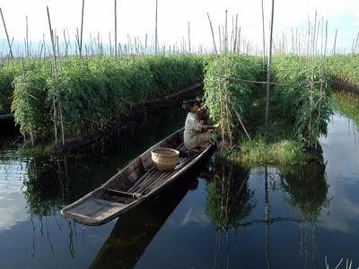 hydroponics-2.jpg