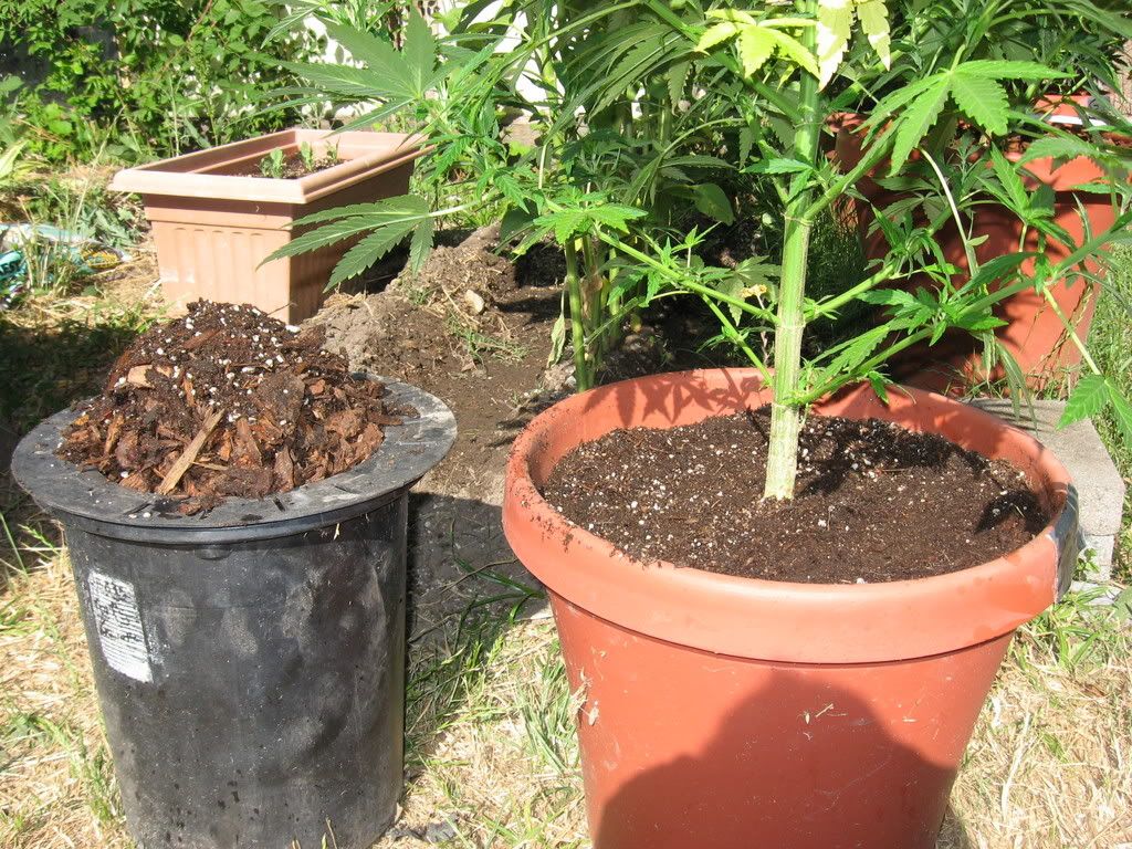 IMG_1271.jpg