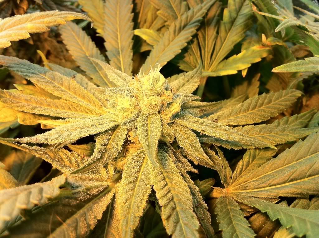 6cbea52f.jpg