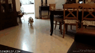gifs_10.gif