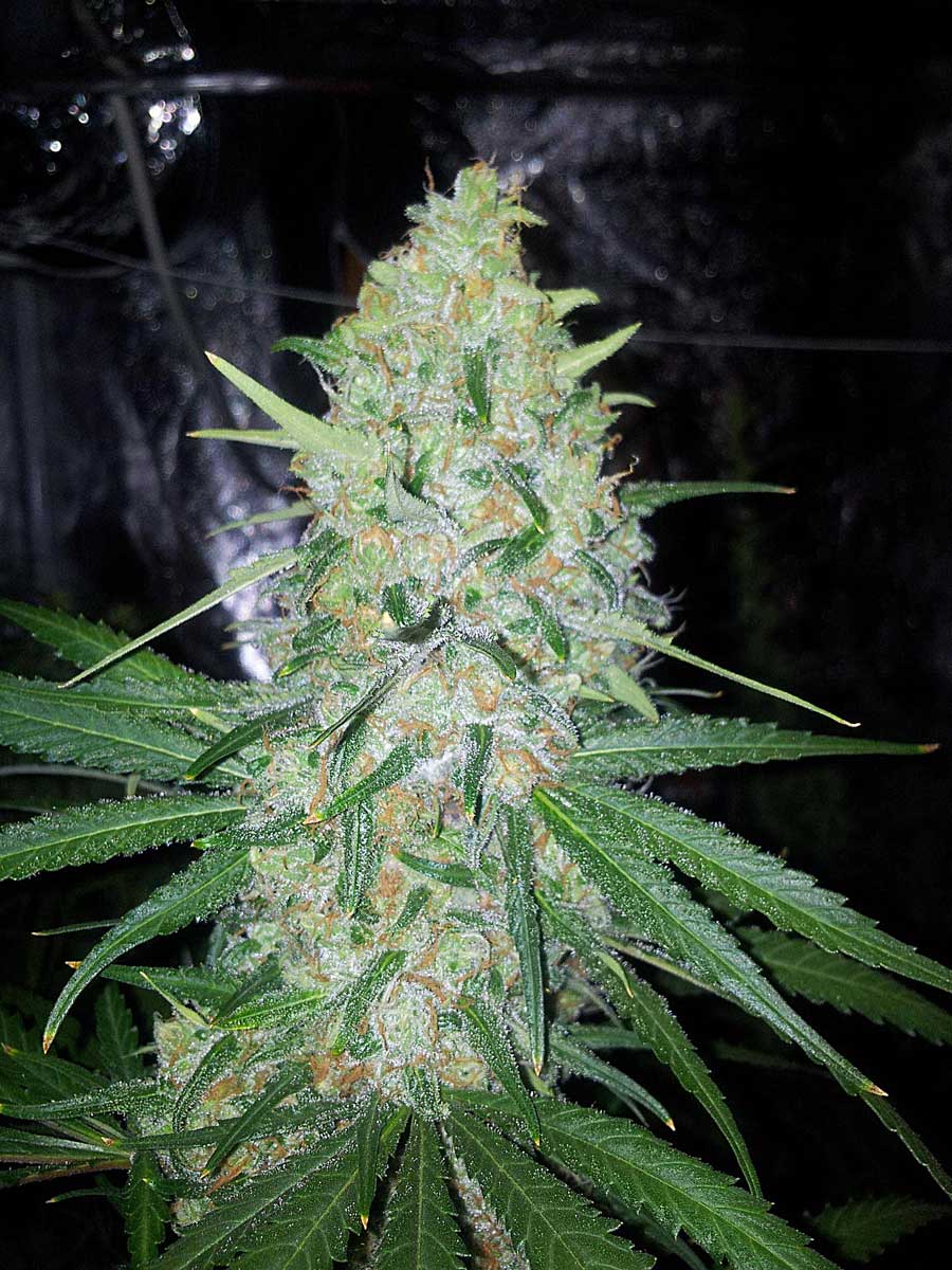 ready-for-harvest-marijuana-cola.jpg