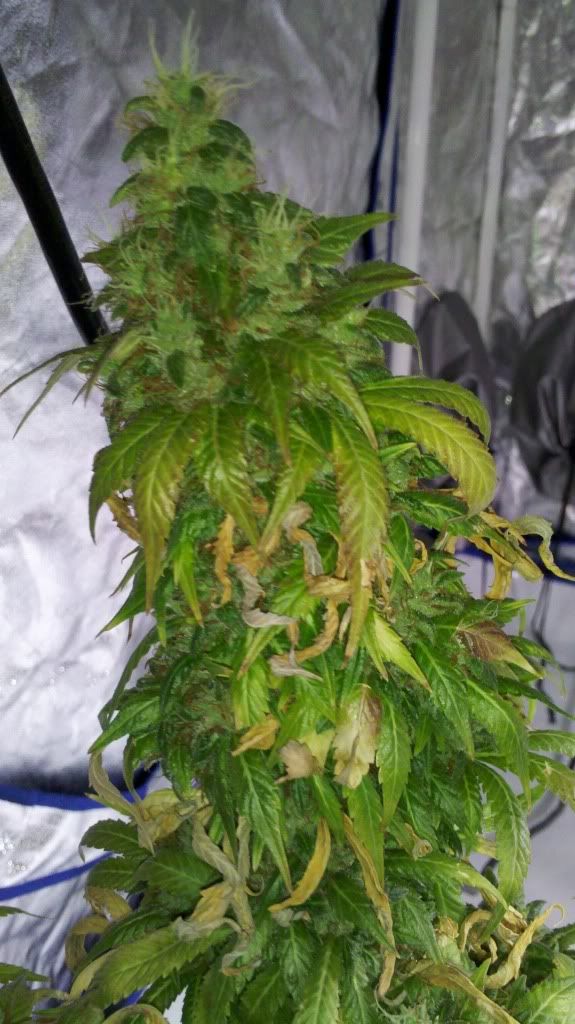 2011-09-13_14-15-47_438.jpg