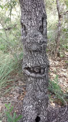 13441d9b5112e4ee38ec788d968d5260--tree-faces-ent.jpg