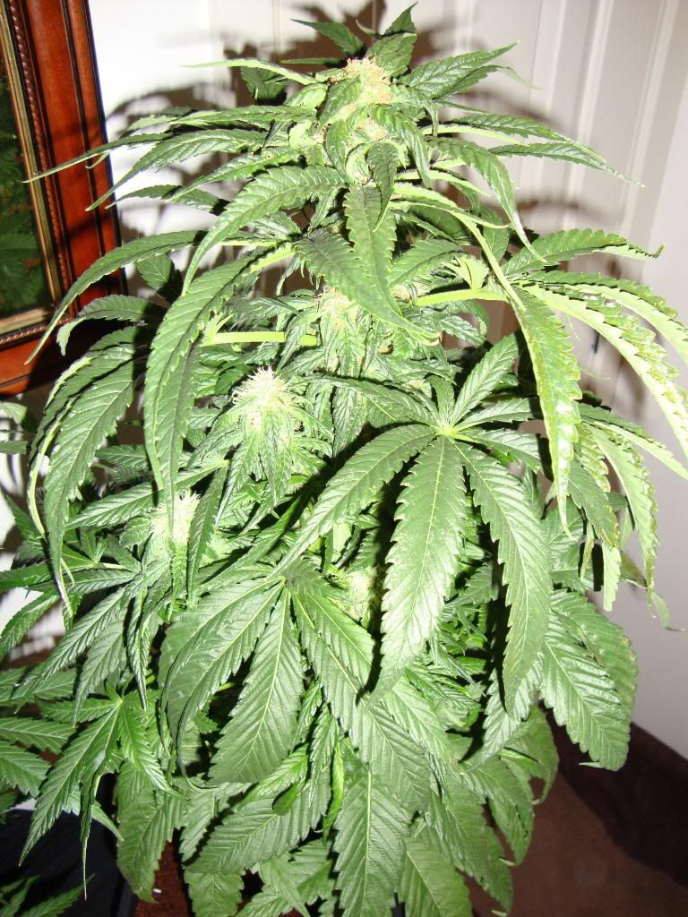 5weeks012.jpg