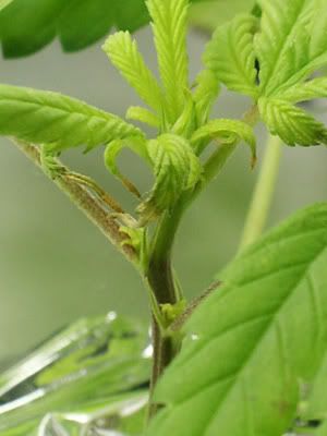 greencrackday3a.jpg