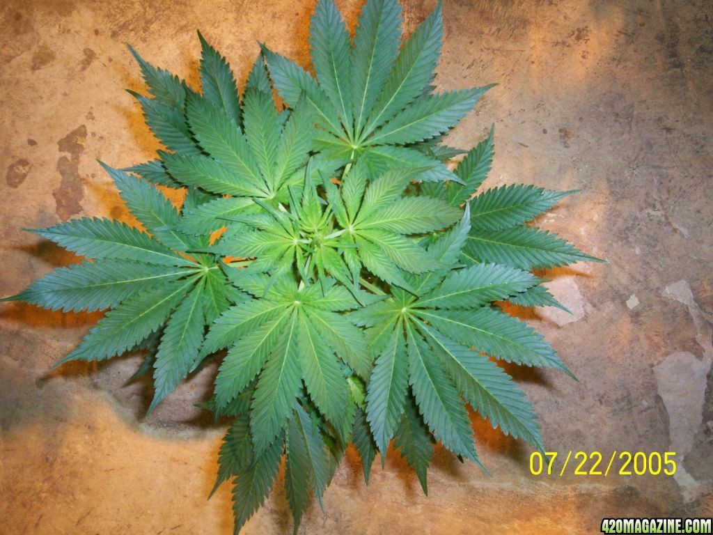 Week_1_Flowering_AK-48_Blackberry_ICE_N_Y_P_D_013.JPG