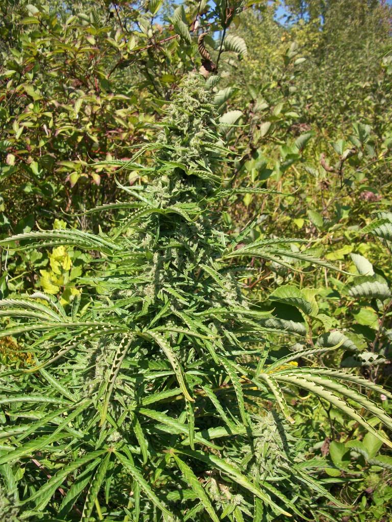 lateaugust2010175.jpg