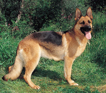 German-Shepherd.jpg