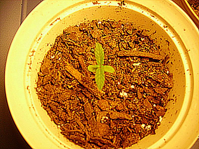 PICT0822.jpg