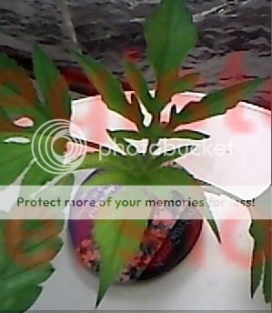 Plant.png