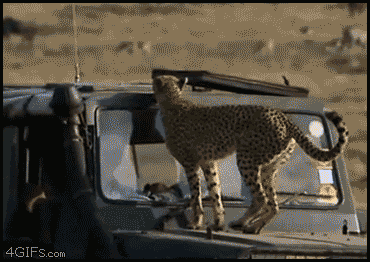 LcYh29D.gif