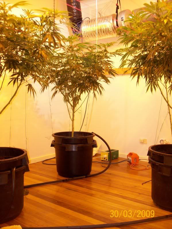 Plants133.jpg