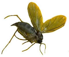 fungusgnats.jpg