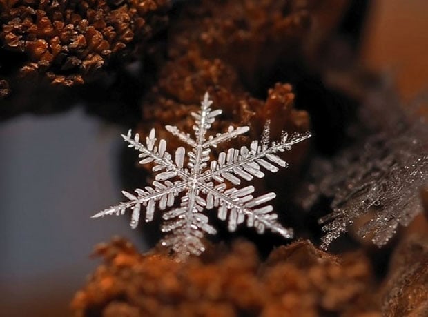 macrosnow11.jpg