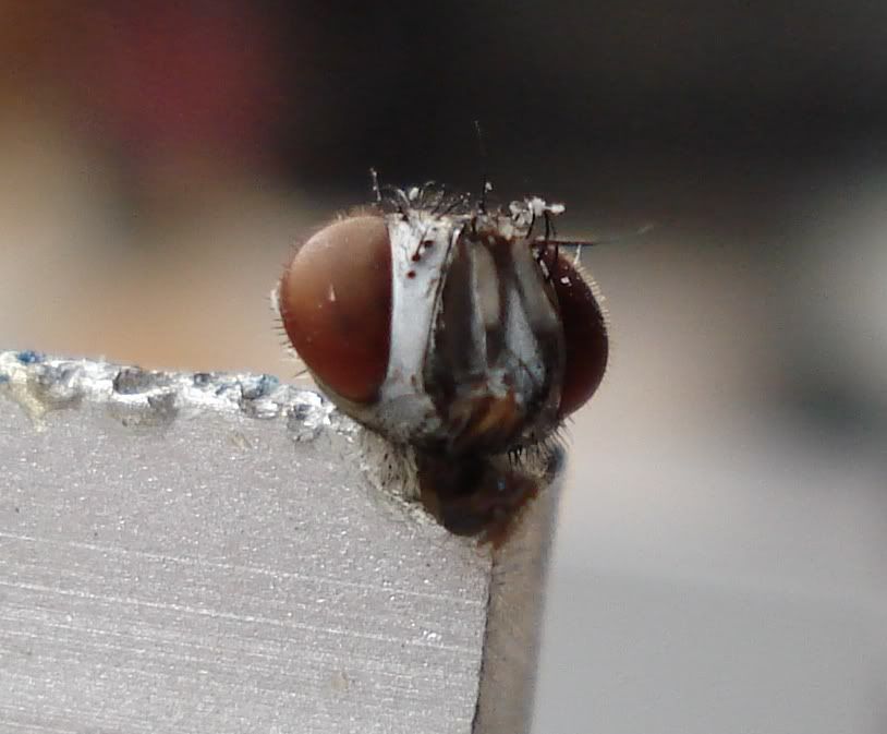 fly.jpg
