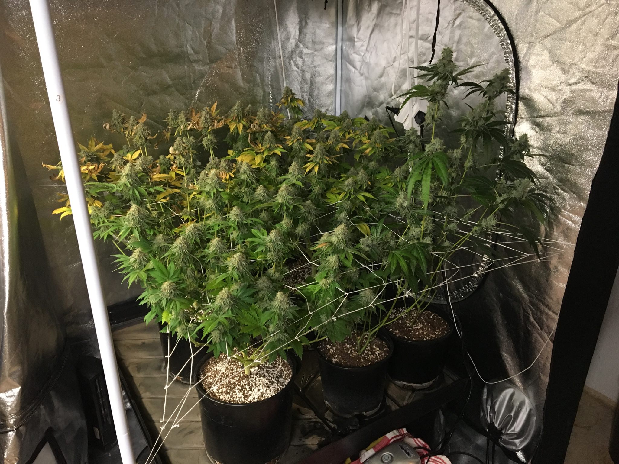 Fp35w7v.jpg