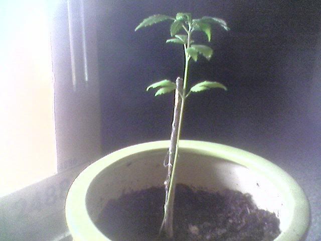 Plant2.jpg