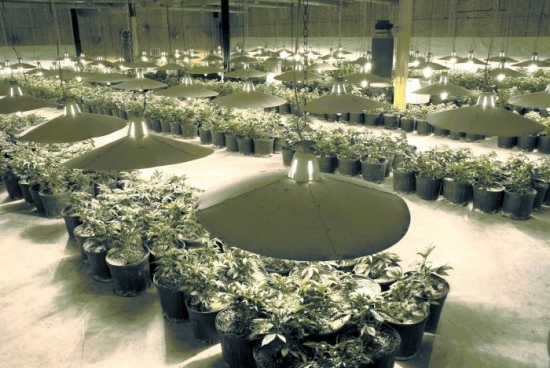 Commercial-Medical-Marijuana-Grow.jpg