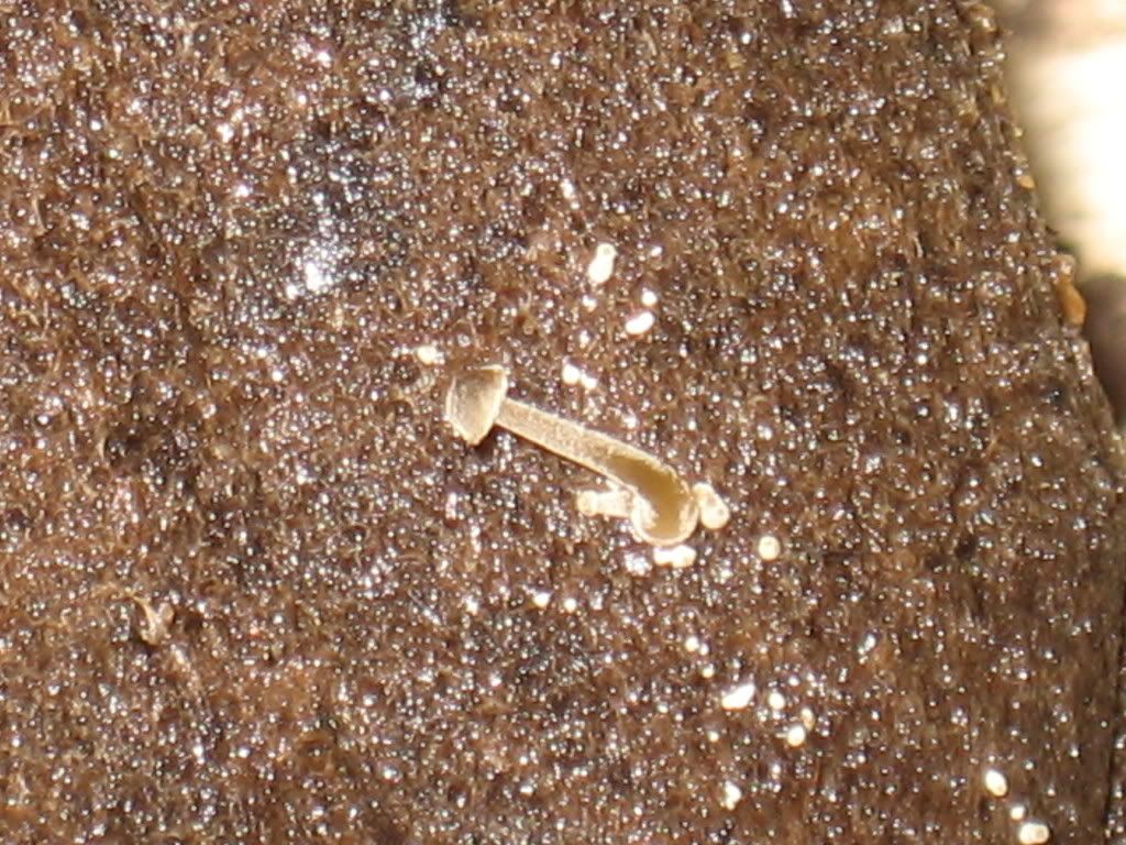 IMG_1532.jpg