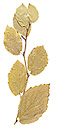 yellow_fall_leaves.jpg