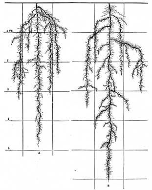 fig101.jpg