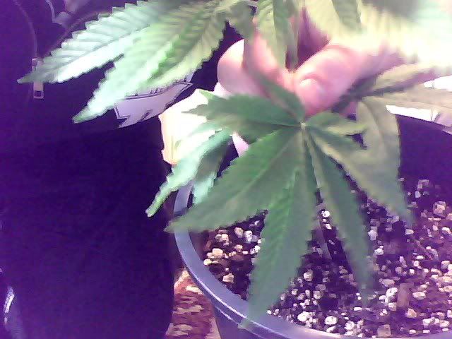 Snapshot_20101212_2.jpg