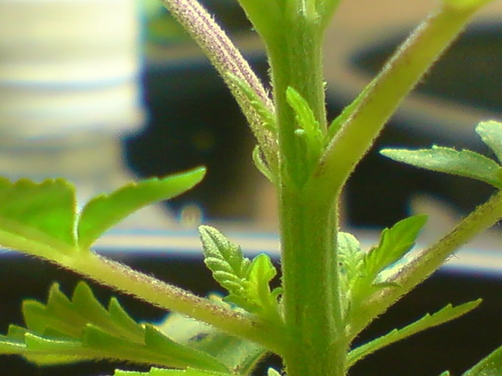 DSC00156.jpg