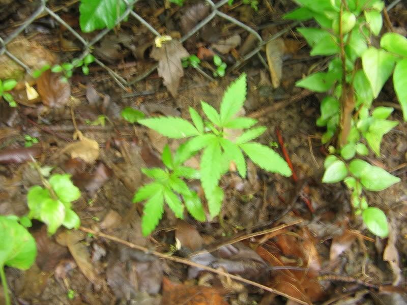 IMG_2055.jpg