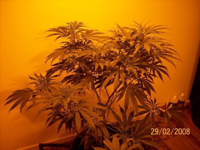 Plants077.jpg