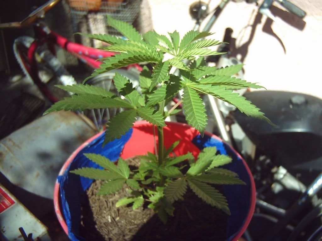 plant45.jpg
