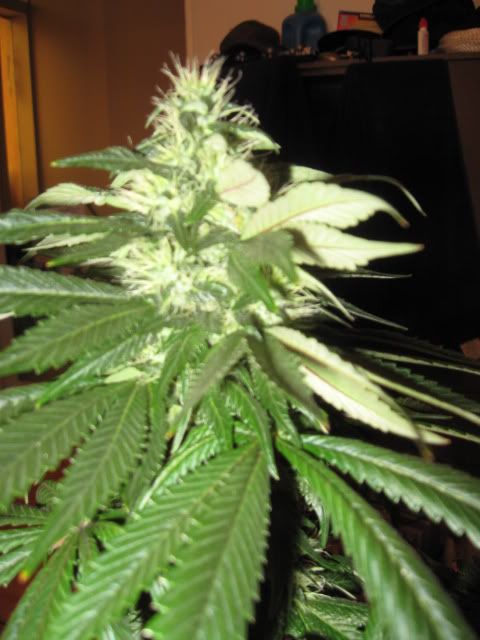 Plants009.jpg