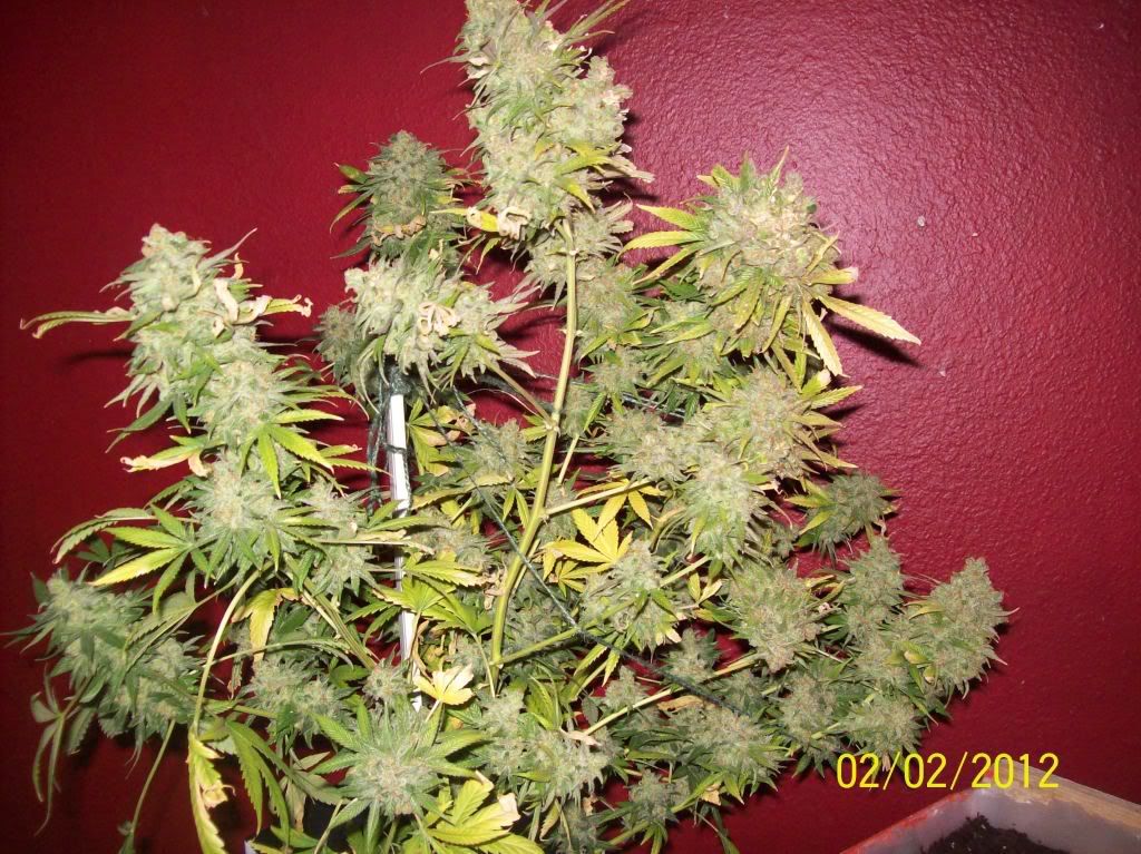 100_9060.jpg