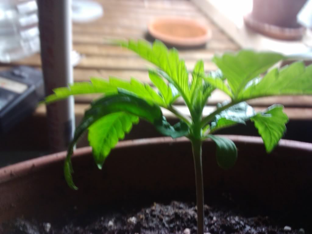 2011-08-02100854.jpg