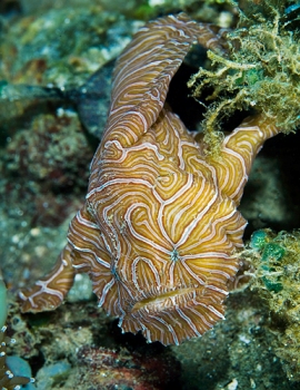 Psychedelic_frogfish_08Am6A1b.jpg