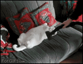 gif_02.gif