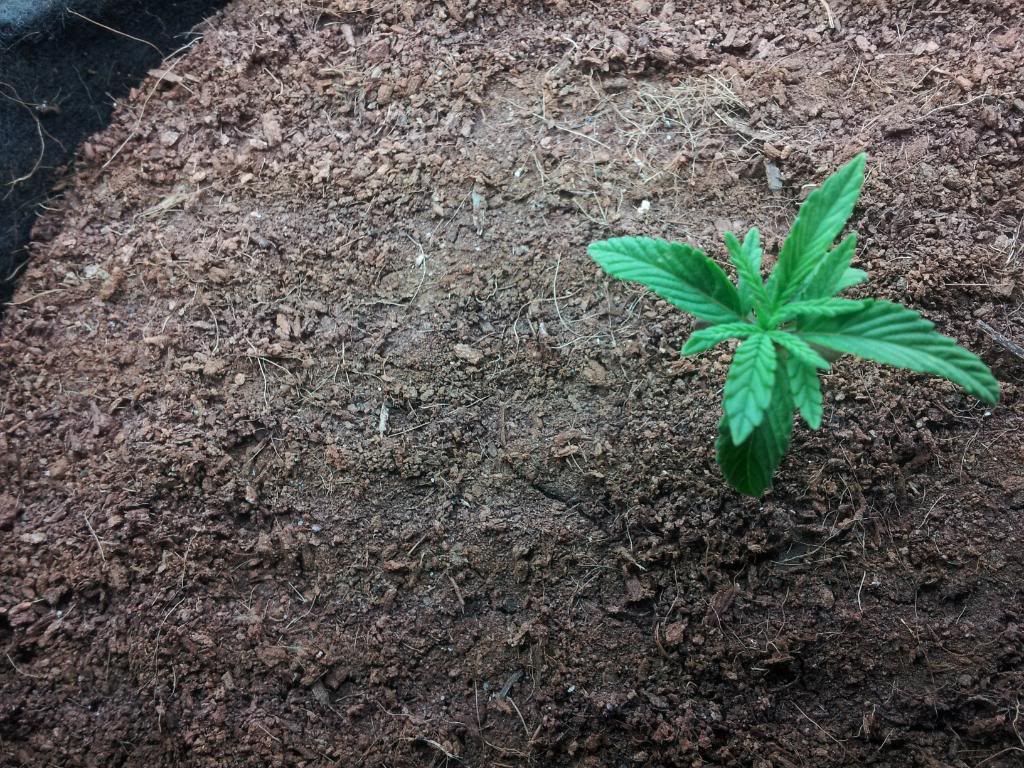Axilla2wks3daysTop.jpg