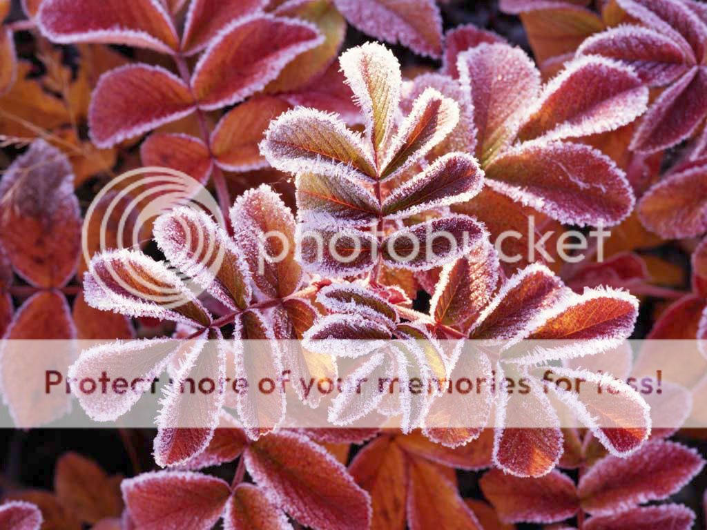 WinterLeaves.jpg
