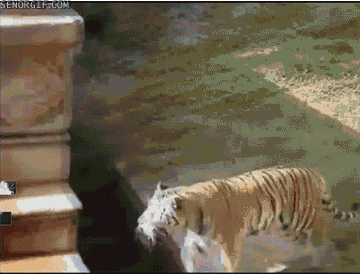 animals-being-dicks-gifs-water-push.gif