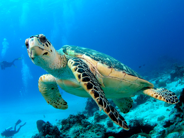turtle4.jpg
