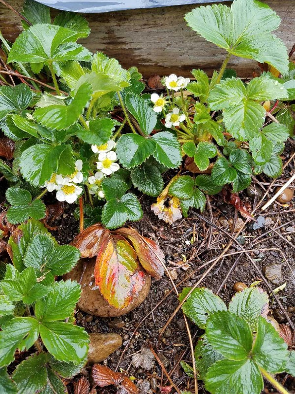 strawberry1.jpg