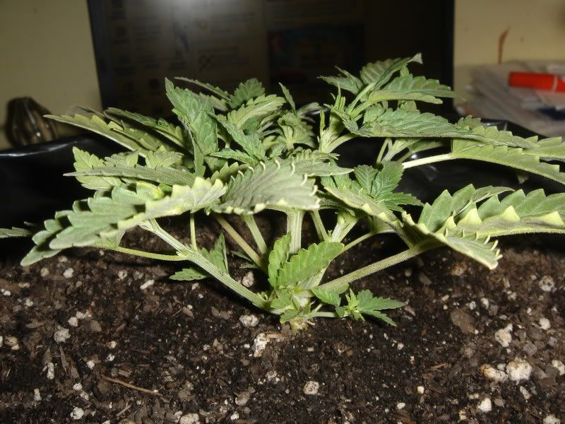 plants007.jpg