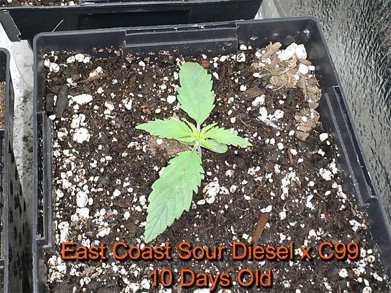 sour_diesel_10_days_2.jpg