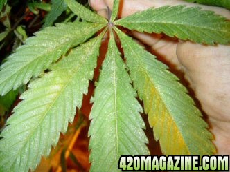 spider_mites_attack1.jpg