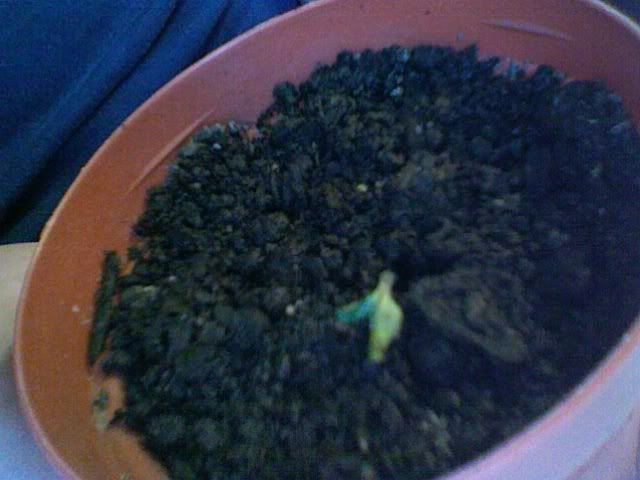 Photo152.jpg