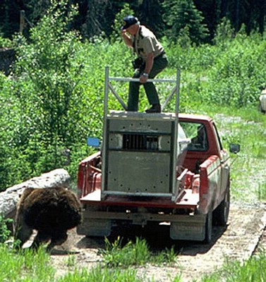 how_not_to_release_a_bear_04.jpg