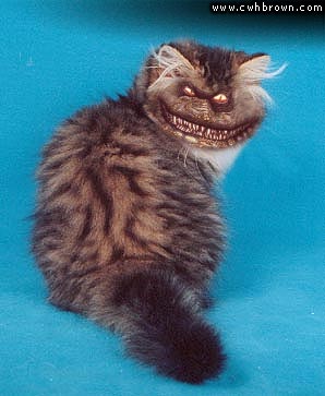 Kitten.jpg