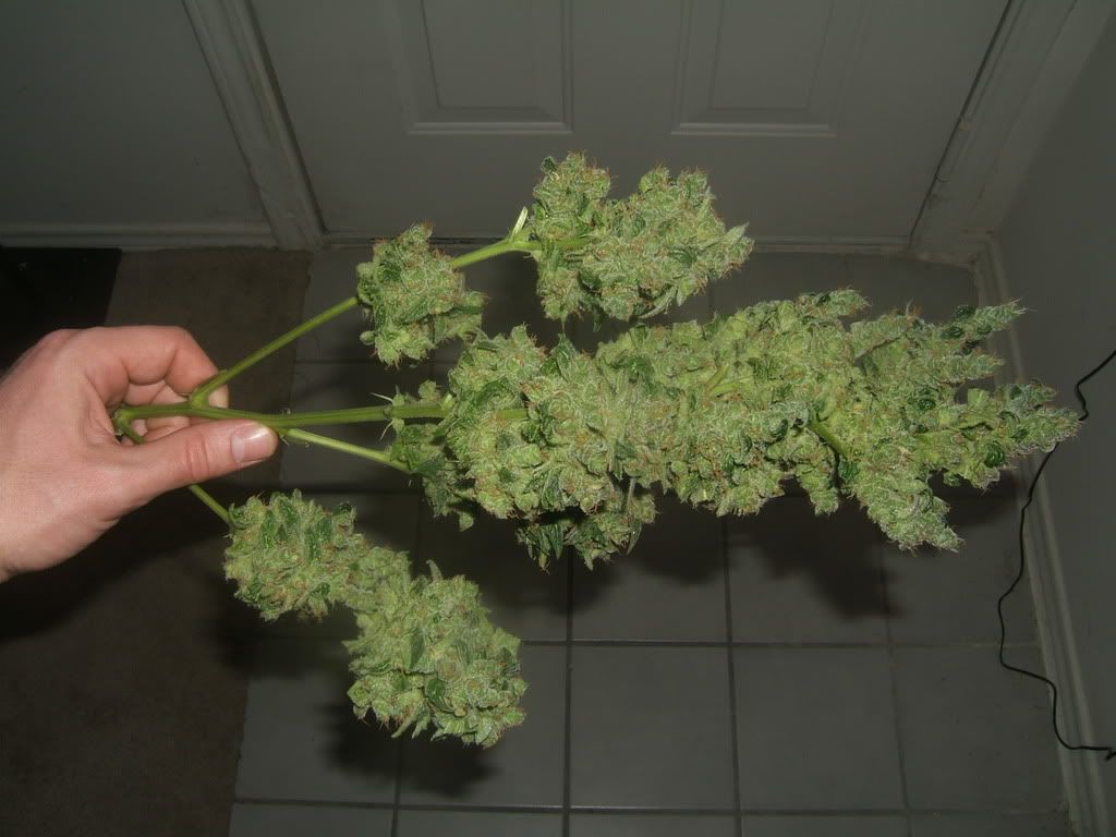 DSCF2580.jpg